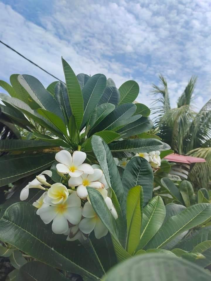 Langkawi Homestay Bunga Padi Kuah Dış mekan fotoğraf